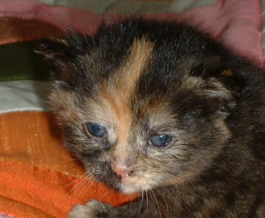 Kitten van 18 dagen met schone oogjes door de oogzalf